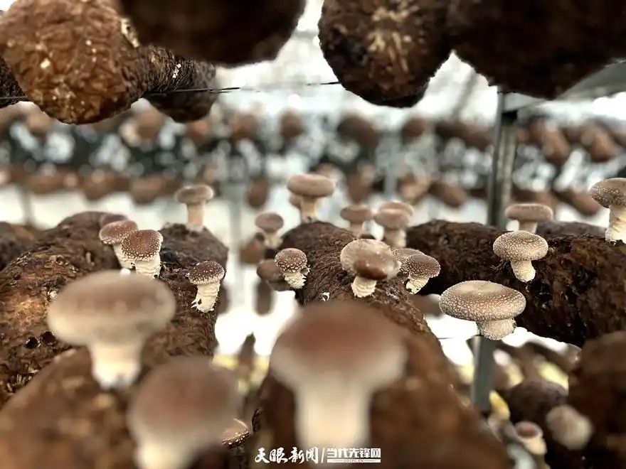 科技赋能 黔西菌菇香飘大市场